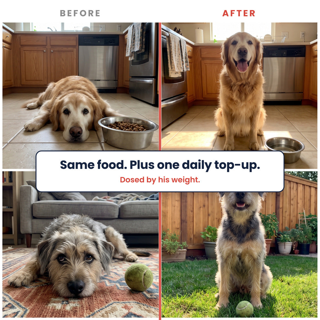 Before and after: a tired golden retriever lying beside his bowl, then sitting up bright and alert; a tired terrier mix lying on a rug, then sitting happy in the garden. Same food. Plus one daily top-up. Dosed by his weight.