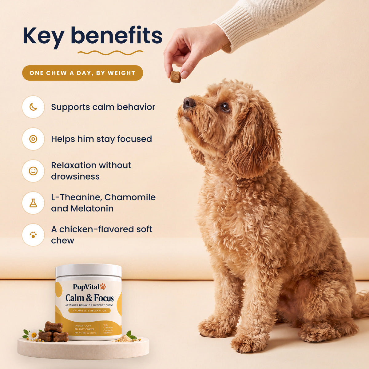 Key benefits of PupVital Calm & Focus soft chews: Supports calm behavior; Helps him stay focused; Relaxation without drowsiness; L-Theanine, Chamomile and Melatonin; A chicken-flavored soft chew. Shown with a cavapoo taking a chew.
