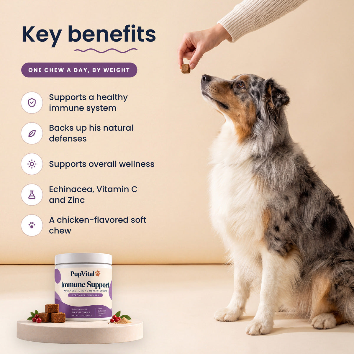 Key benefits of PupVital Immune Support soft chews: Supports a healthy immune system; Backs up his natural defenses; Supports overall wellness; Echinacea, Vitamin C and Zinc; A chicken-flavored soft chew. Shown with an Australian shepherd taking a chew.