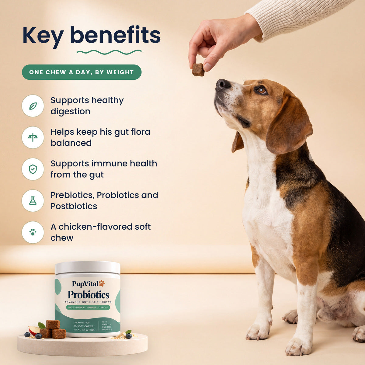 Key benefits of PupVital Probiotics soft chews: Supports healthy digestion; Helps keep his gut flora balanced; Supports immune health from the gut; Prebiotics, Probiotics and Postbiotics; A chicken-flavored soft chew. Shown with a beagle taking a chew.