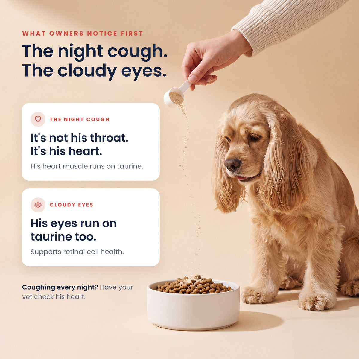 The night cough, the cloudy eyes. It's not his throat, it's his heart: his heart muscle runs on taurine. His eyes run on taurine too: supports retinal cell health. A Cocker Spaniel watches the scoop go over his food. Coughing every night? Have your vet check his heart.
